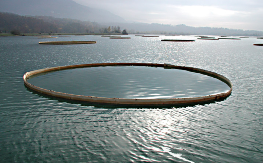 Mireille Fulpius, Water Lilies, 58 spruce rings, 10-12m diam, floating on water (Rhône), 2003